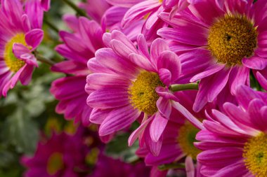 Bulanık çiçek arkaplanı, çözünmüş pembe çiçek, metin için kopyalama alanı ile botanik süsleme şablonu, kart çiçek tasarımı