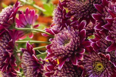 Odaklanmış çiçek arkaplanı metin için kopyalama alanı, bulanık pembe çiçek buketi