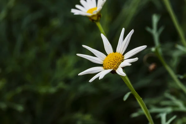 white flower on green background, floral theme decoration with selective focus technique and copy space