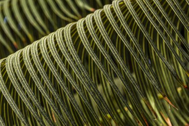 Yeşil tropikal yapraklı bulanık soyut arkaplan, botanik yeşil desenli şablon