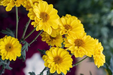 Odaklanamayan arkaplanda bulanık sarı çiçek buketi, seçici odak tekniği ve metin için kopyalama alanı olan çiçek kapağı tasarım şablonu