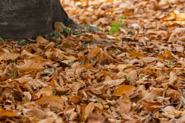 Metin için kopyalanmış sonbahar yaprakları arkaplanı