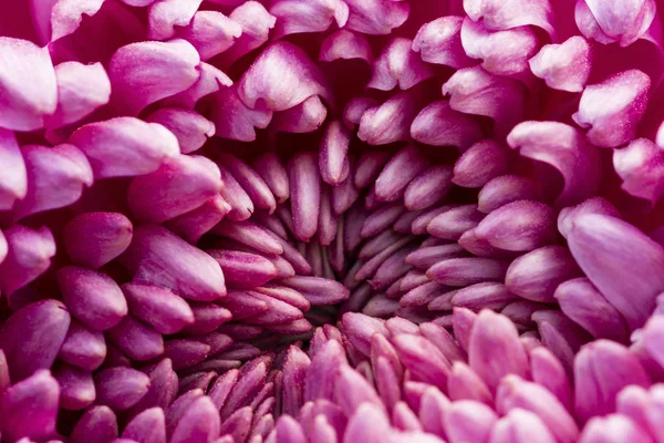 Pink Blooming Flower Petals Textured Background Defocused Floral Design Template — Stock Photo, Image