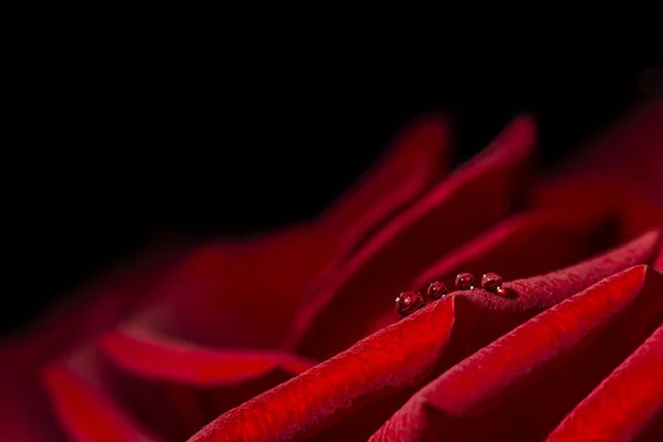 Romantic Background Water Drops Red Rose Petal Love Concept — Stock Photo, Image