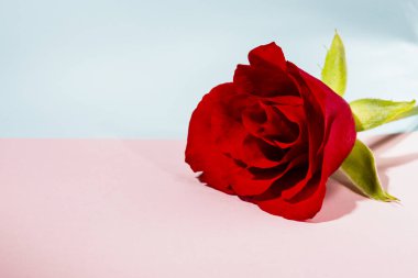 Sevgililer günü ya da Anneler Günü kartı üzerinde kırmızı gül olan parlak pembe ve mavi arkaplan, metin için fotokopi alanı olan romantik çiçek arkaplan, Anneler Günü resmi