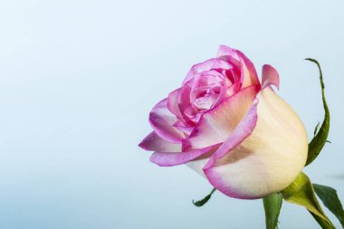 Anneler günü ve sevgililer günü arkaplanı pembe gül ile mavi üzerine kopyalanmış yer, pembe gül çiçeğine yakın.