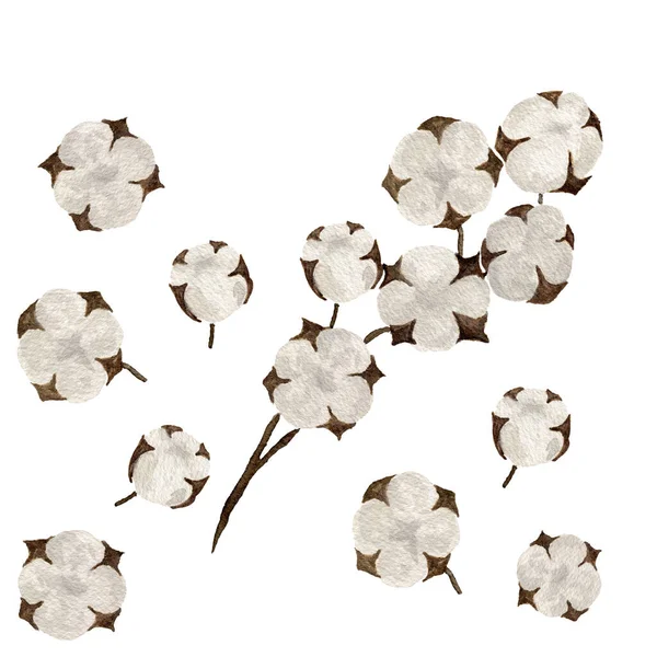 美しい水彩の綿の花の花 手描きの綿の花の枝の水彩画のデザイン要素は白に隔離 — ストック写真