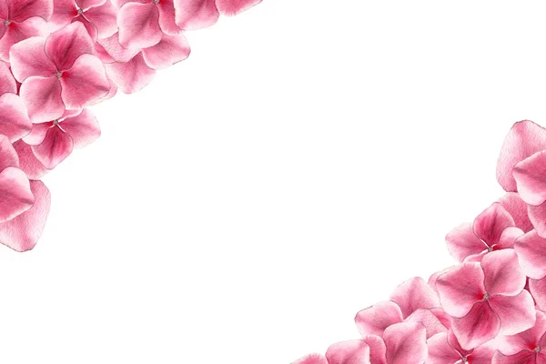 Festlich Rosa Blumenrand Für Muttertagsfeier Realistischer Rosa Hortensienblumenrahmen Botanische Aquarell — Stockfoto