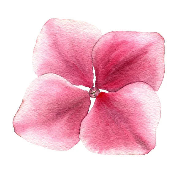 Realistic Single Pink Hydrangea Flower Isolated White Hand Painted Botanic — Stock Photo, Image