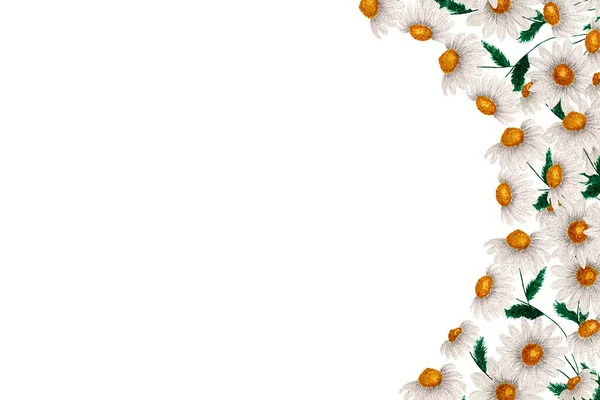 Weiße Gänseblümchenblümchen Rand Aquarell Wildblumen Illustration Mit Kamille Floralen Rand — Stockfoto