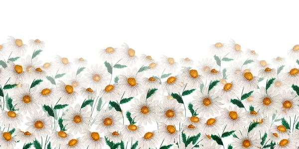 春の背景に白い野の花 カモミールやデイジーの花でシームレスなフレームの装飾 水彩の花のフィールドイラスト — ストック写真