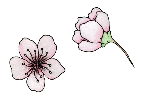 Ilustração Flor Cereja Flores Sakura Desenhadas Mão Simples Isolado Branco — Fotografia de Stock