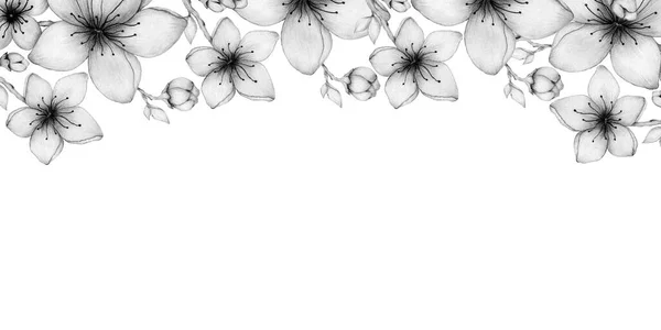 Flor Cerejeira Design Banner Tempo Primavera Com Lápis Desenho Flores — Fotografia de Stock