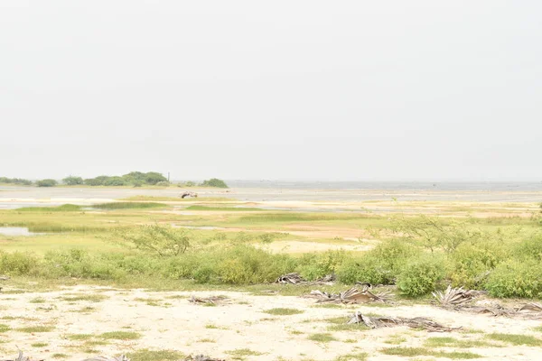 Güneşli bir günde yeşil küçük bitkiler ve su birikintileriyle güzel pulicat gölü manzarası