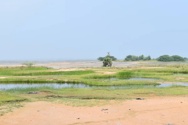 Beautiful pulicat lake view at sunny day,with green small plants and water ponds — Stock Photo, Image