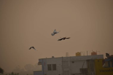 Kuşlar sislerin arasında uçuyor, sabah, güvercin kuşları sisli gökyüzünde uçuyor sislerin ve gökyüzünün arka planında