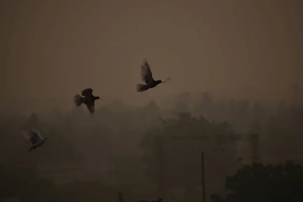 鸟儿在雾中飞翔，在晨曦中，鸽子在雾蒙蒙的天空中飞翔 — 图库照片