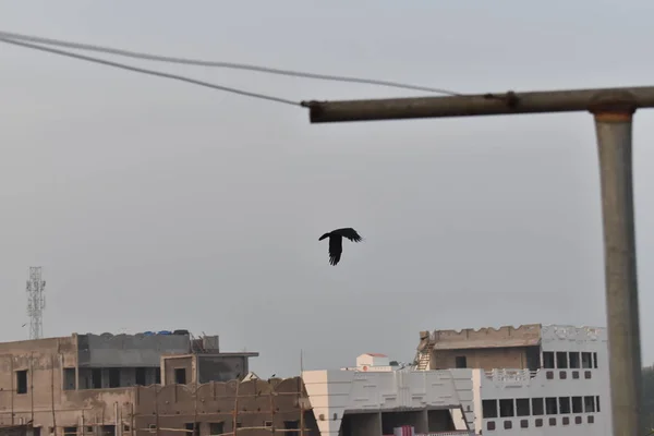 A black crow flying view,flying against the bright sky, background of sky and buildings