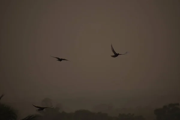 Pássaros voando através do nevoeiro, de manhã, pombos voando no fundo do céu nevoeiro do nevoeiro e do céu — Fotografia de Stock