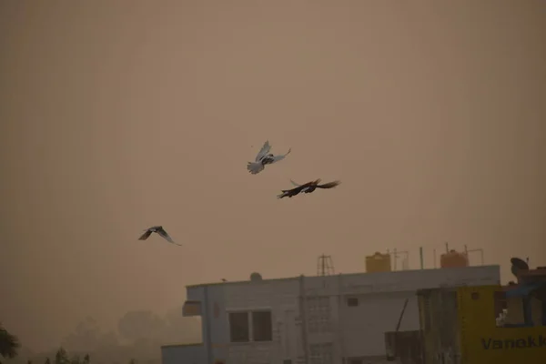 Vögel fliegen durch den Nebel, am Morgen, Taubenvögel fliegen im nebligen Himmel Hintergrund von Nebel und Himmel — Stockfoto