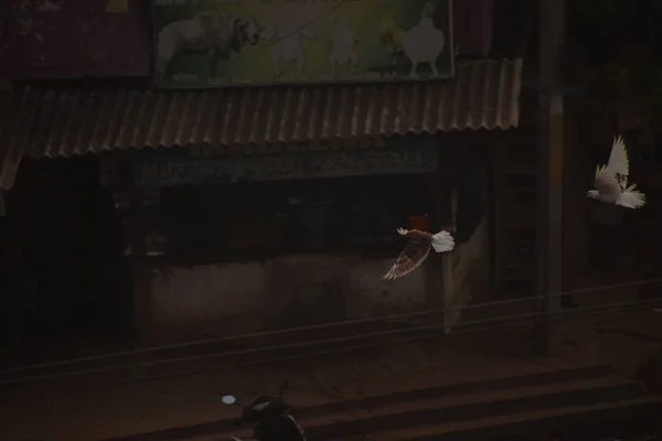 Kuşlar sislerin arasında uçuyor, sabah, güvercin kuşları sisli gökyüzü arka planında uçuyor.