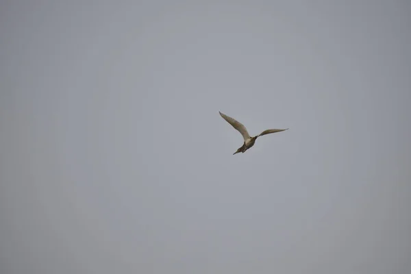 В небе летала белая птица, изолированная белым фоном — стоковое фото