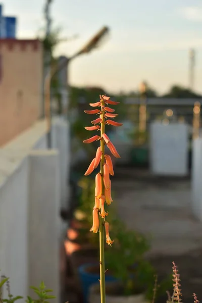 Bulanık arka planı olan güzel Aloe Vera çiçeği. — Stok fotoğraf