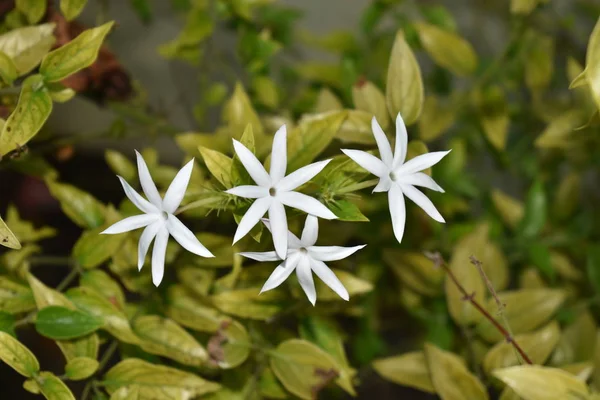 美丽的茉莉花，有花和茎。白色茉莉花，有模糊的背景 — 图库照片