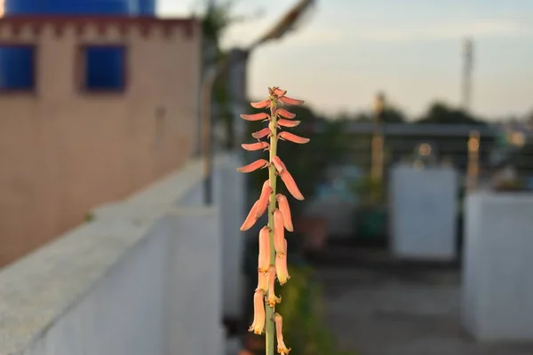 Bellissimo fiore di Aloe Vera con sfondo sfocato . — Foto Stock