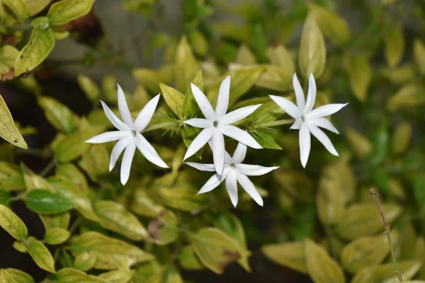 Piękna roślina jaśminu z kwiatami i łodygami.Biały kwiat jaśminu izolowane z rozmytym tle — Zdjęcie stockowe