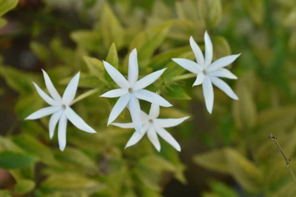 Piękna roślina jaśminu z kwiatami i łodygami.Biały kwiat jaśminu izolowane z rozmytym tle — Zdjęcie stockowe