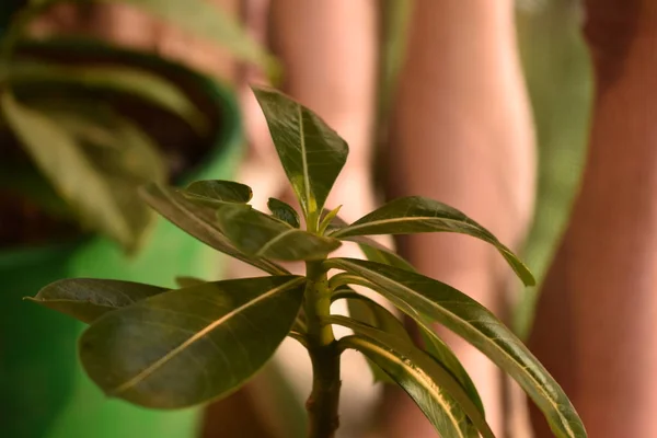 Közeli kilátás egy zöld ficus növény homályos háttér — Stock Fotó