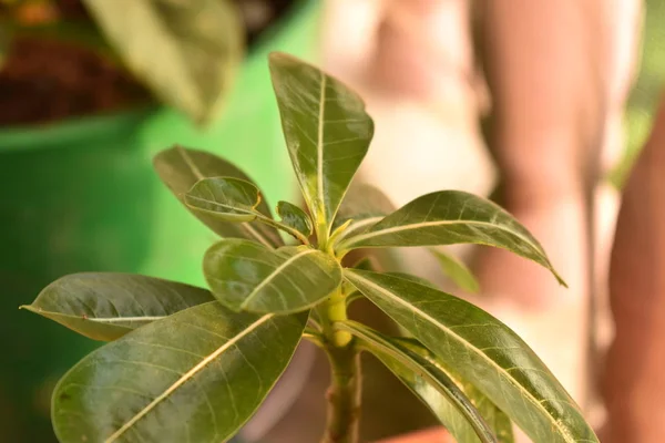 Közeli kilátás egy zöld ficus növény homályos háttér — Stock Fotó