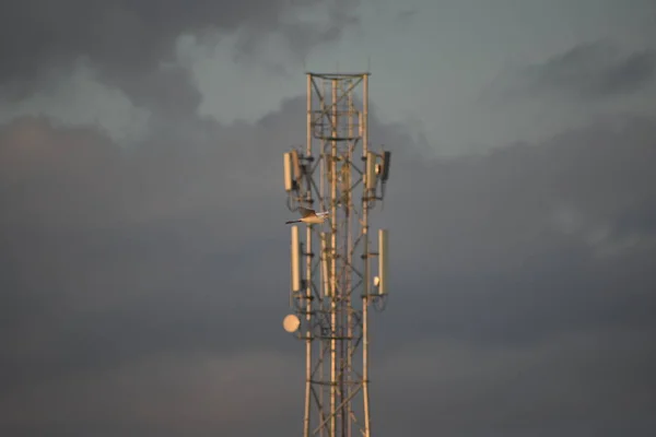 Mobiltelefon antenna torony, Jeltorony felhős háttérrel, Távközlési torony Antenna és a madár — Stock Fotó