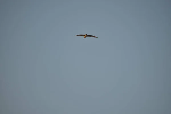 Egy gólya repül az égen, madár repül a felhők felett egy friss nyári napon. háttér kék ég. — Stock Fotó