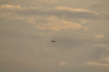 Gökyüzünde uçan bir leylek, taze bir yaz gününde bulutların üzerinde uçan bir kuş. mavi gökyüzünün arkaplanı