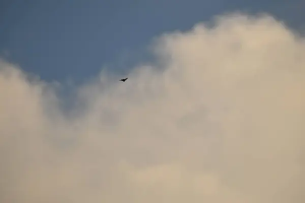 Uma cegonha voando no céu, pássaro voando acima das nuvens em um dia de verão fresco. fundo do céu azul — Fotografia de Stock