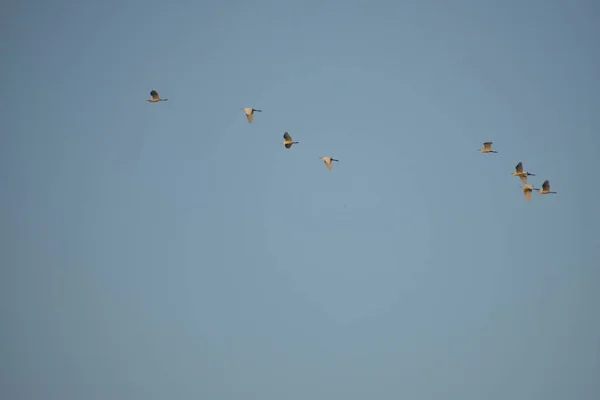 Skupina ptáků letících ráno po obloze s pozadím mraků a modrou oblohou. — Stock fotografie