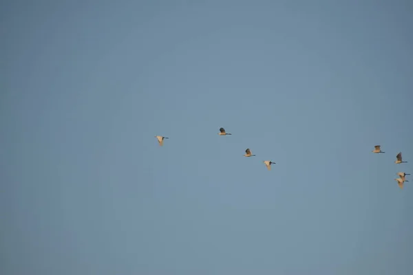 Skupina ptáků letících ráno po obloze s pozadím mraků a modrou oblohou. — Stock fotografie