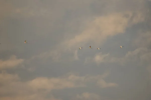 Eine Gruppe Vögel, die am Morgen vor dem Hintergrund der Wolken und des blauen Himmels in den Himmel fliegen. — Stockfoto