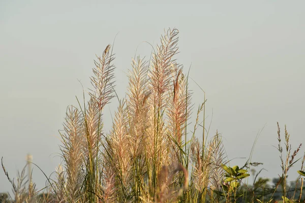 Kans grass with the wind blue sky background, grows during the Autumn — Stock Photo, Image