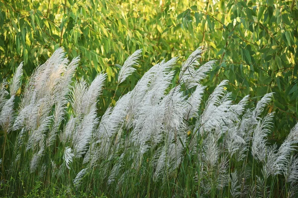 Kany trawy z tłem zielonej rośliny eukaliptusowej, rośnie jesienią — Zdjęcie stockowe