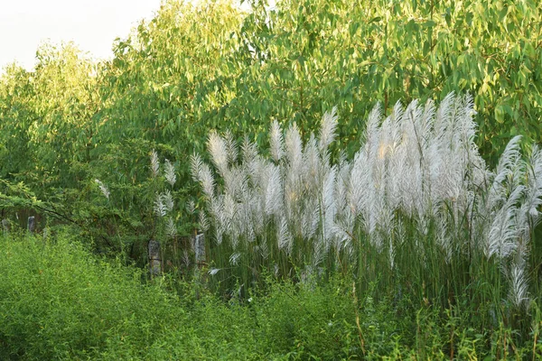 Kans grama com o fundo da planta de eucalipto verde, cresce durante o Outono — Fotografia de Stock