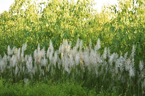 Kans grama com o fundo da planta de eucalipto verde, cresce durante o Outono — Fotografia de Stock