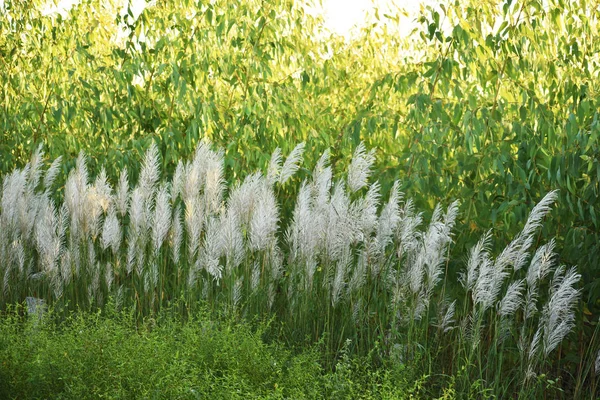 Yeşil okaliptüs bitkisinin arka planına sahip Kans otları, sonbaharda yetişir.