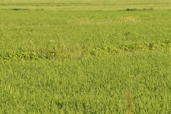 Hindistan 'da yeşil bir çeltik tarlası, yaz çayırlarında gün ışığında yeşil çimen