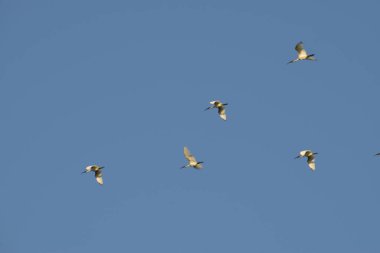 Mavi gökyüzünde uçan turna sürüsü, sıradan turnalar, sabah