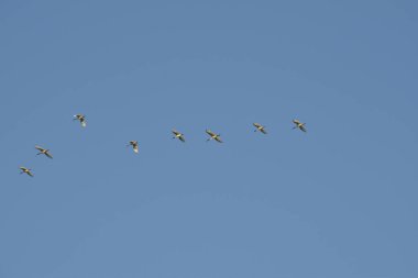 Mavi gökyüzünde uçan turna sürüsü, sıradan turnalar, sabah