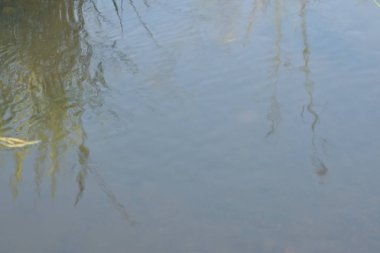 Sabahleyin çeltik tarlalarının yanındaki küçük kanalda su akar.