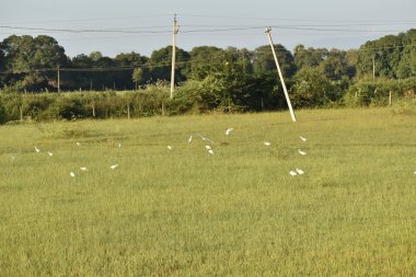 Beyaz turnalar sabah yeşil alanda, ortak Crane, turna sürüsü yeşil alanda.